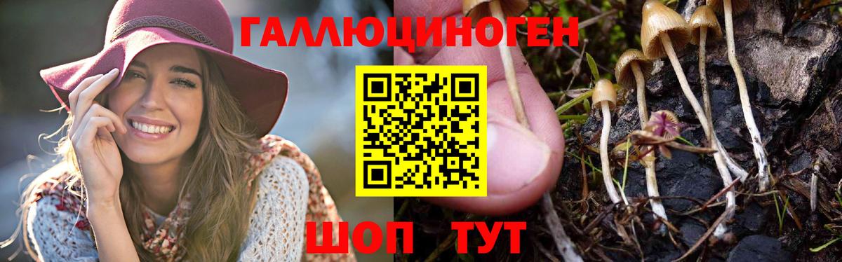 Котлас  наркошоп  Вход с VPN  Псилоцибиновые грибы MAGIC MUSHROOMS 